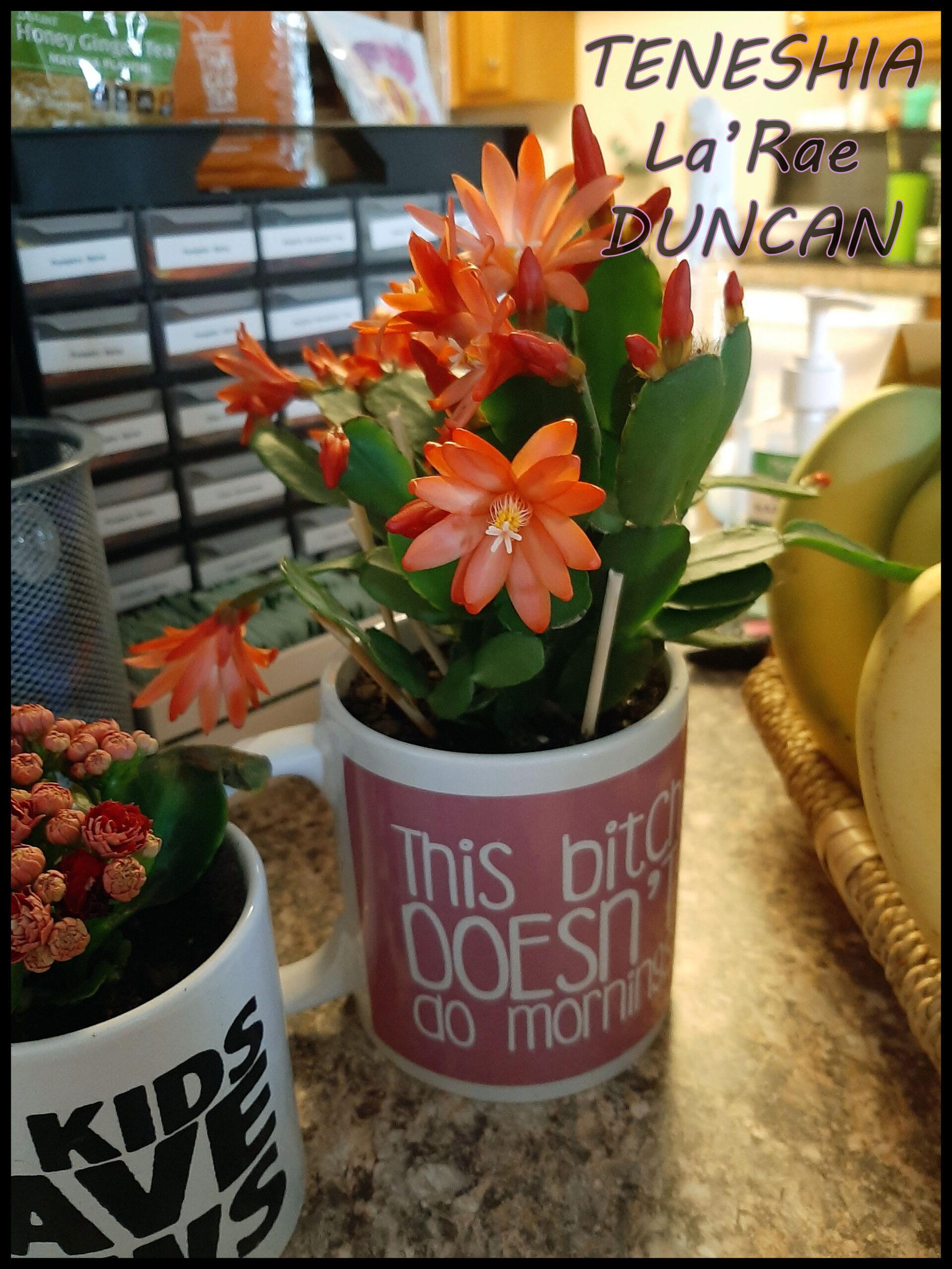 Turning Unused Coffee Mugs and Bowls Into Flower Pots